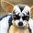 josephthreedogs