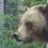 Old Griz