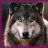 SIGWolf