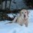 murphydog