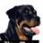 BIG DOG