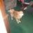mydogtaz