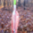 recurve