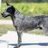 Cattledog