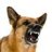 housedog