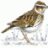 WoodLark
