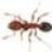 doctorfireant