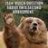 old bear