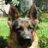 NY Shepherd