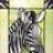 Zebra365