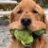 Yellow_Lab