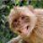 Talking Monkey
