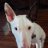 HoundDog316