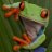 frog4aday