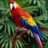 happyparrothead