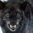 Silverlobo