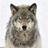Graywolf586