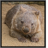 wombatz