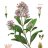 quinine