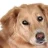DesmoDog