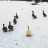 Bigduck