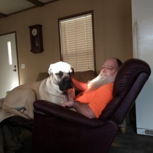 meet Boss-English Mastiff- first line of defense, 175 lbs.