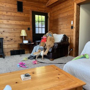 IMG 9595