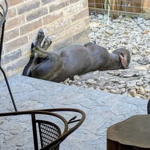 Upside down sleeper.webp