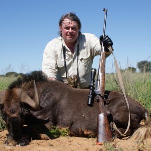 female Black wildebeest